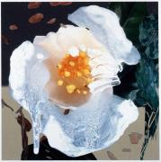 『花　2003　山梨　椿』の画像